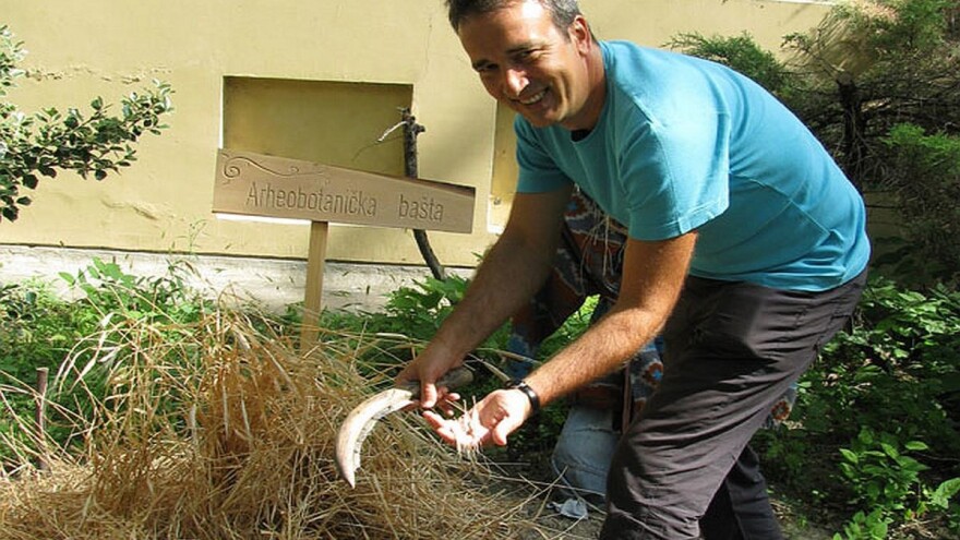 Arheobotanička bašta neguje biljke naših predaka