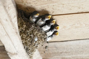 Domaćinstvo Kiš Bičkei ima 48 gnezda seoskih lasta