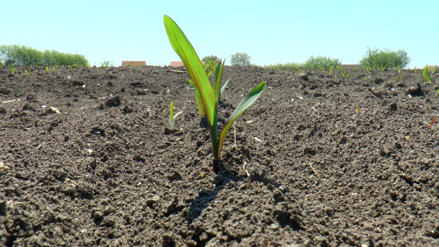 Kukuruz u dobroj kondiciji - sledi zaštita od korova
