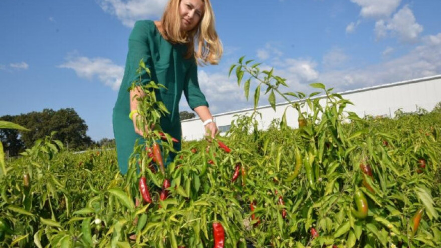 Šafram traži kooperante, zarada i 26 tisuća kn/ha
