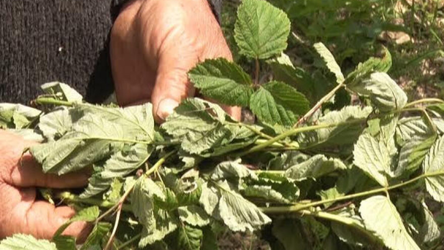 Majski sneg "obrao" ariljske maline