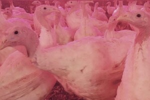 Odlučili ostati i uspjeti pa osnovali farmu purana