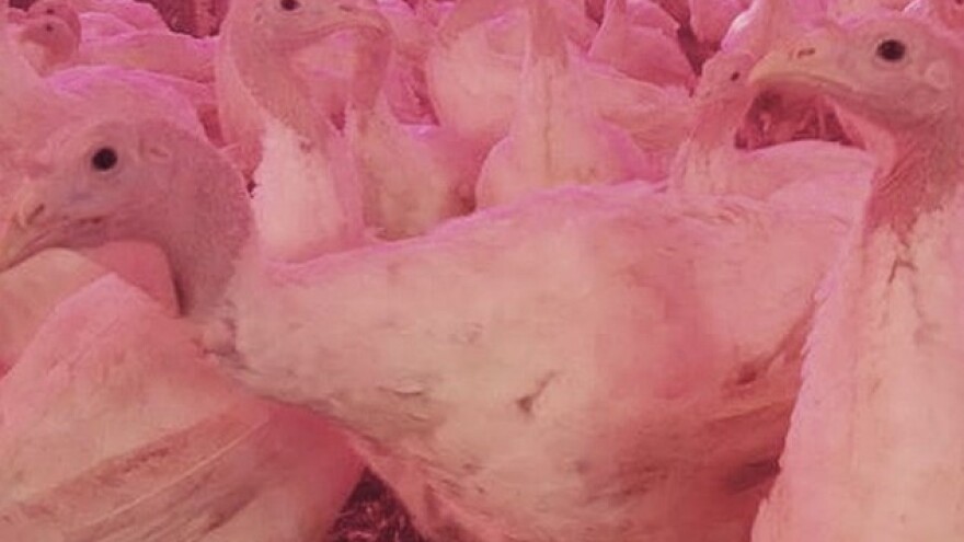 Odlučili ostati i uspjeti pa osnovali farmu purana