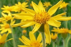 Arnica montana - autohtona ljekovita biljka