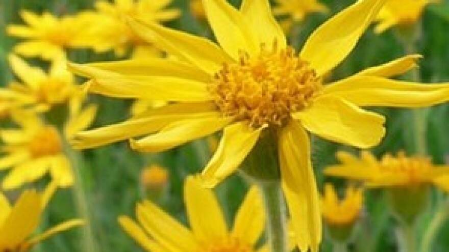 Arnica montana - autohtona ljekovita biljka