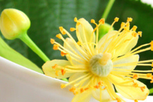 Pravilni pristup aromaterapiji
