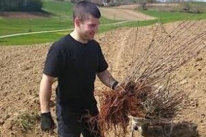 Od znatiželje do tri tisuće grmova aronije