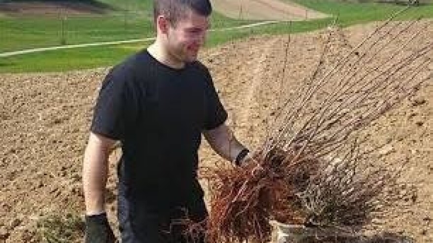 Od znatiželje do tri tisuće grmova aronije