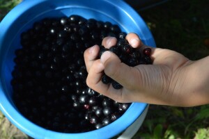 Kod Hame Biščević upola manji rod aronije od prošle godine