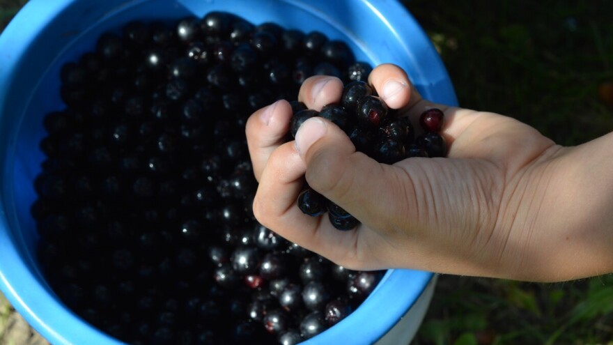 Kod Hame Biščević upola manji rod aronije od prošle godine