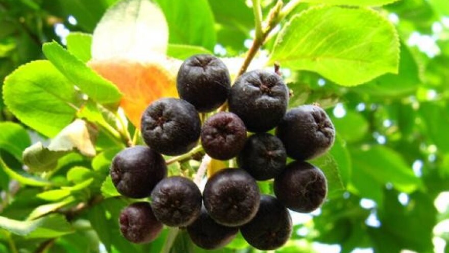 Novim vrstama ruža i voća u osvajanje tržišta