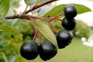 Aronia melanocarpa: plod budućnosti