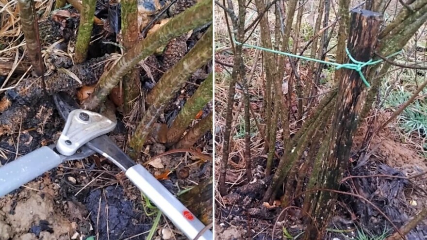 Kada je pravo vreme za rezidbu aronije i kako je pravilno obaviti?