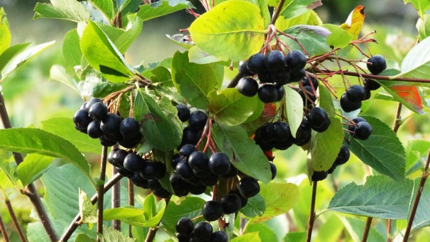 Sertifikovana aronija konkurentnija od neorganske u izvozu