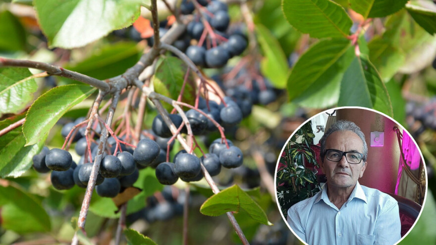 Radenko Popović: Godinama sam učio o aroniji, a zemljište pripremao i konjskom zapregom