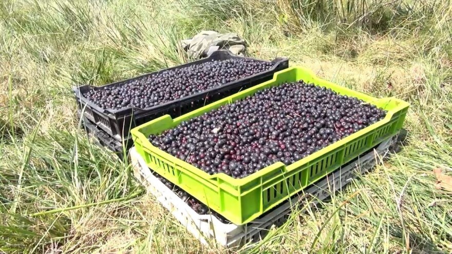 Da li se vraća popularnost aronije: Kako se uzgaja?