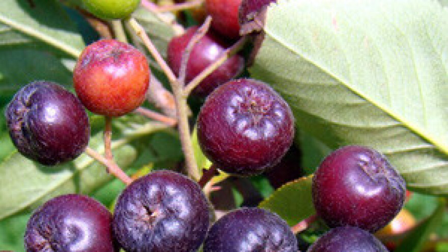 Obitelj Lesjak ima prvi plantažni uzgoj aronije u Međimurju