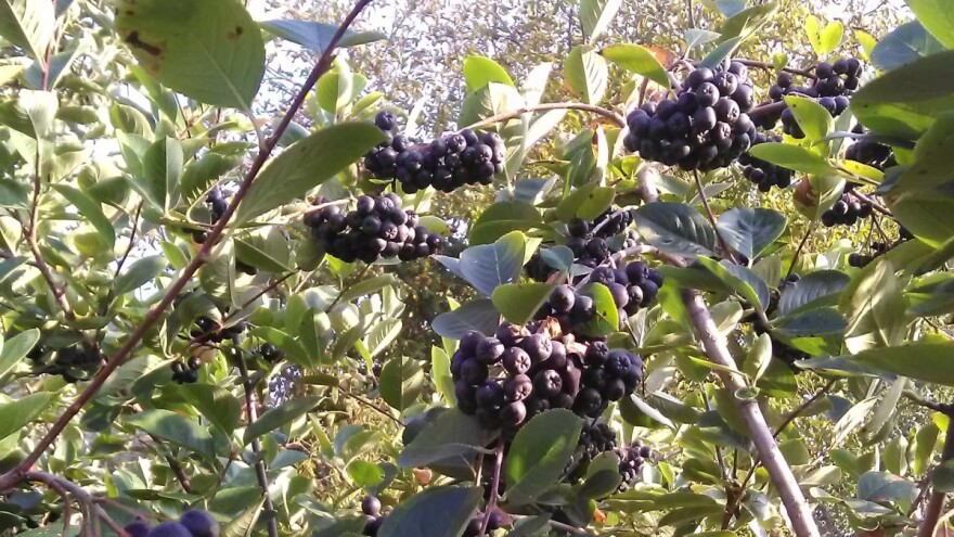 Aronija - zablude i istine o isplativosti njene proizvodnje