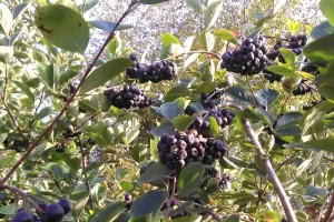 Svaka bobica aronije unovčena kroz preradu