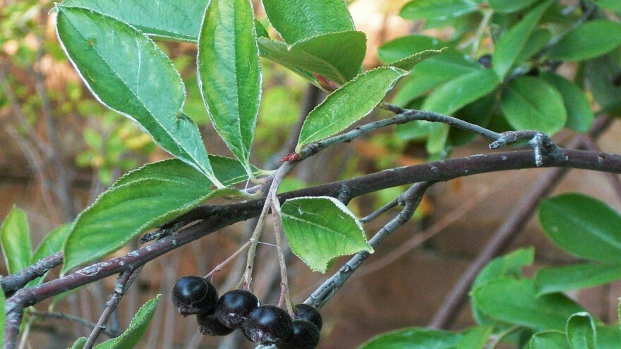 Čudesna bobica rađa i u Grabovcu