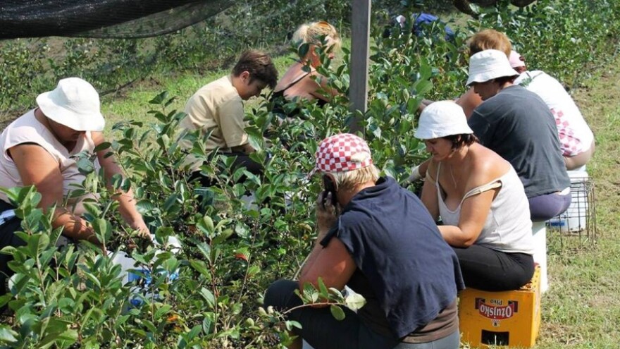 Streloviti rast proizvodnje aronije uz IT