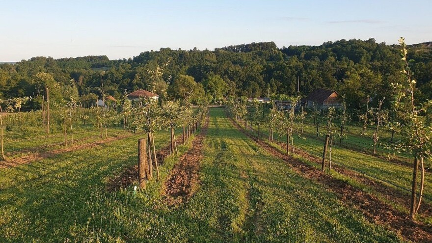 Domaći organski sok od aronije stigao i do Australije