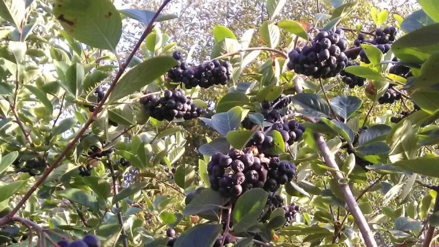 Svaki plod aronije unovčen kroz preradu?