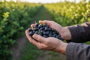 Aronija donosi dobru zaradu
