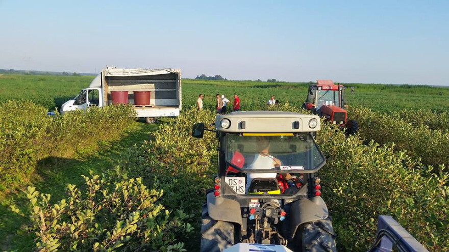 Kupili stroj pa uslužno beru aroniju