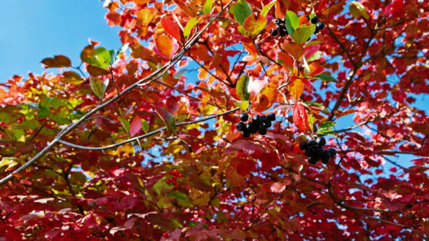 Eliksir zdravlja u listu aronije