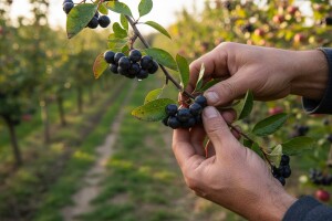 Aronija - mit ili stvarnost?