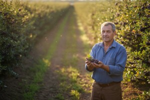 Aronija "opčinila" Sremce