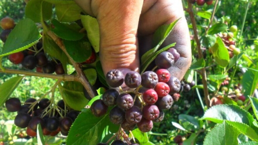 Organska aronija sa juga Srbije