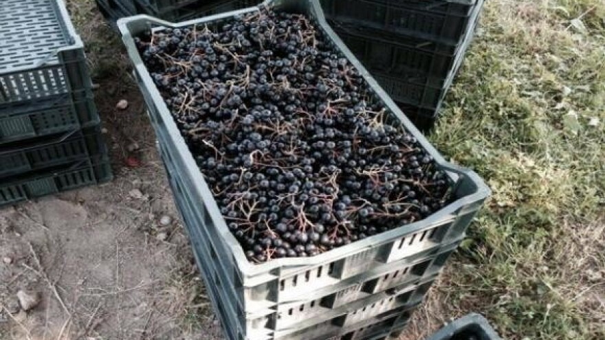 Ukradeno stotinjak sadnica aronije