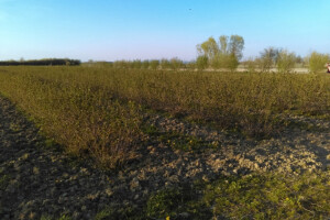 Pravilna gnojidba za kvalitetne plodove aronije