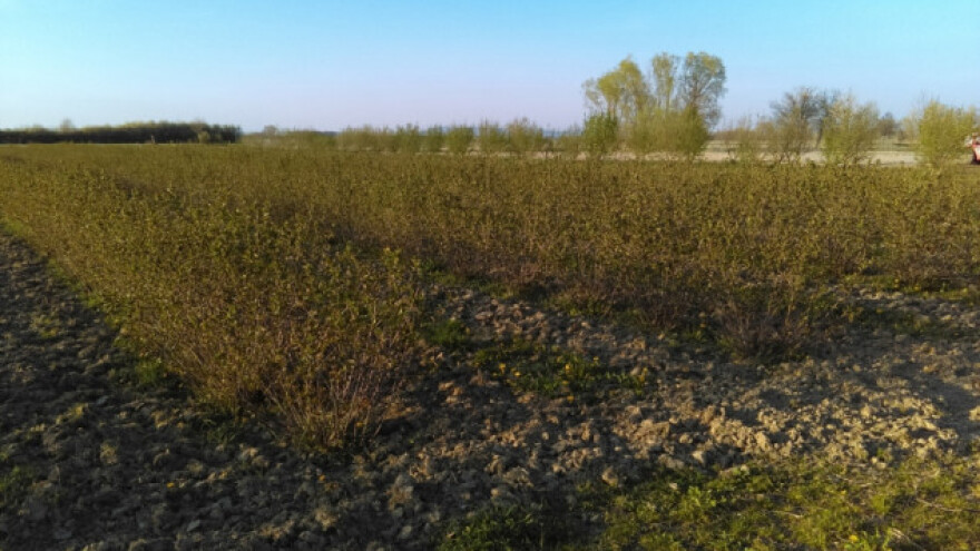 Pravilna gnojidba za kvalitetne plodove aronije