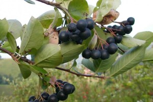 Aronija - mit ili stvarnost?
