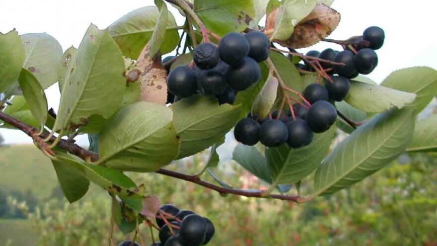 Aronija - mit ili stvarnost?