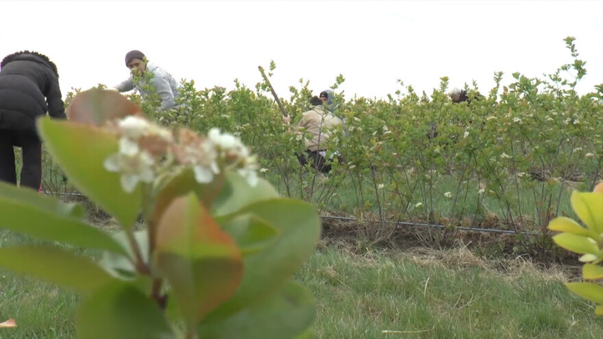 Ruma: Teško do radne snage