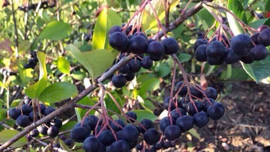 Svetlana i Duško Sedlar šest godina uzgajaju aroniju na Fruškoj gori