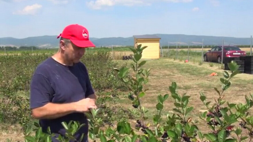 Kod aronije nema bolesti i truleži