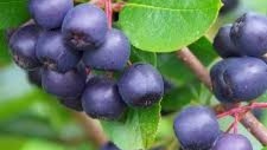 Aroniju štitite mehaničkim metodama