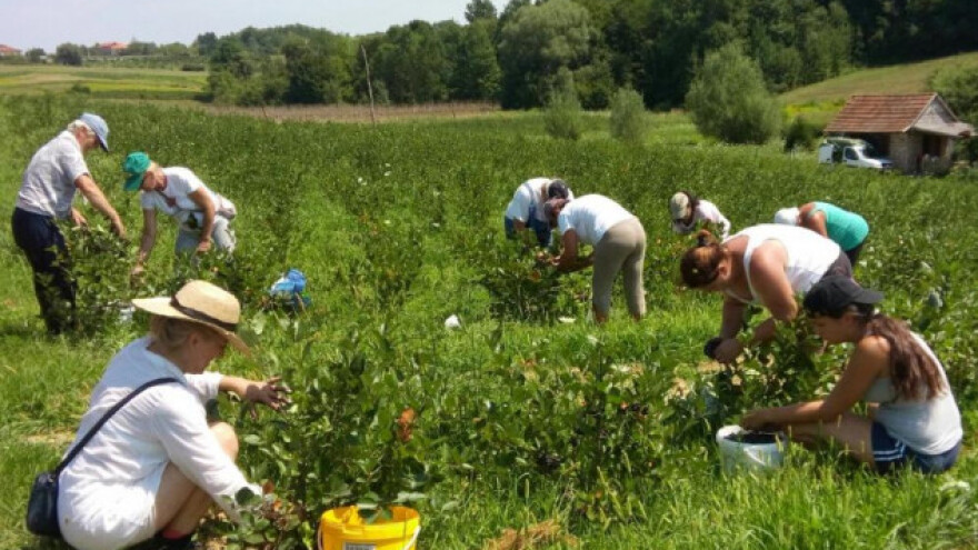 Za pet godina moći ćemo živjeti samo od aronije