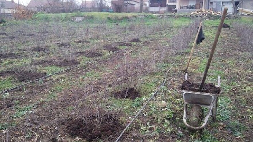 Nezaposlenost zamenio plantažom aronije