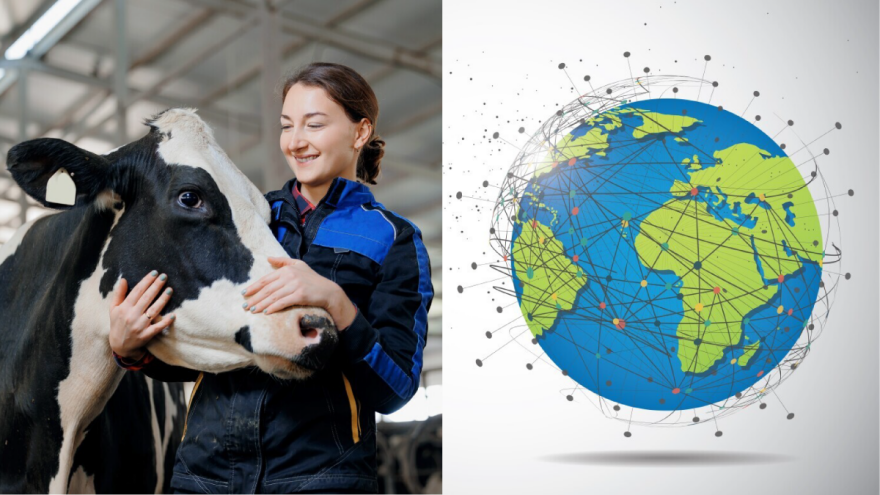 Globalna slika govedarstva: Od praistorije do savremenih izazova