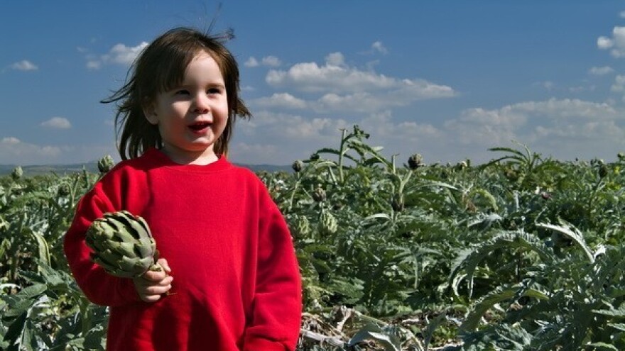 Najveći nasad artičoke u Hrvatskoj