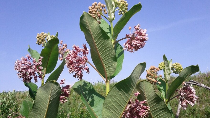 Plan upravljanja ciganskim perjem i žljezdastim nedirkom