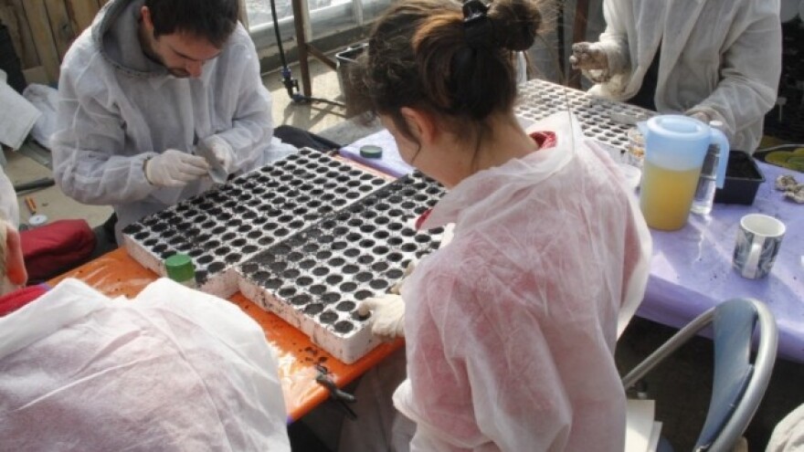 Moćna ashwagandha sa bilogorskih polja