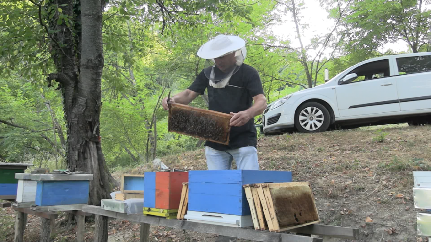 Dugogodišnji pčelar Dedić: Avgust je najteži mjesec za pčele