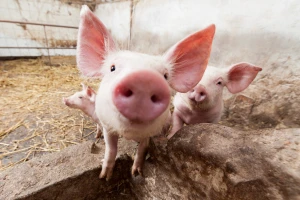 Afrička svinjska kuga - radionice za lovce i veterinare
